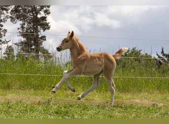 German Riding Pony Mix, Mare, , Chestnut-Red