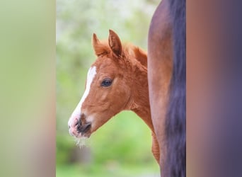 German Riding Pony, Mare, Foal (03/2024), Chestnut-Red