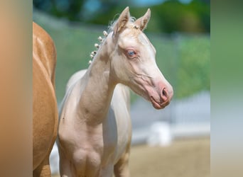 German Riding Pony, Mare, Foal (05/2026), Cremello