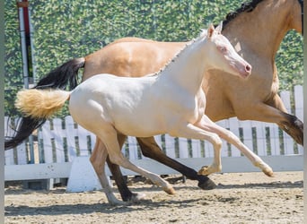 German Riding Pony, Mare, Foal (05/2026), Cremello