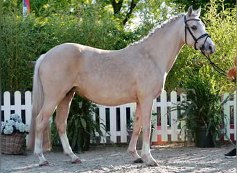 German Riding Pony, Mare, , Cremello
