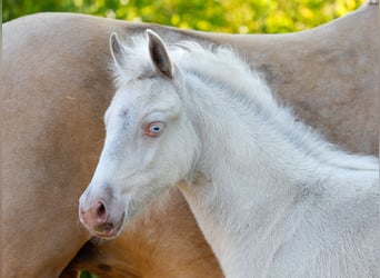German Riding Pony, Mare, , Cremello