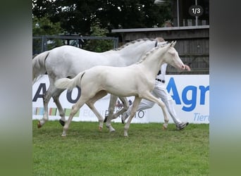 German Riding Pony, Mare, Foal (02/2025), Cremello German Riding Pony, Mare, Foal (02/2025), Cremello