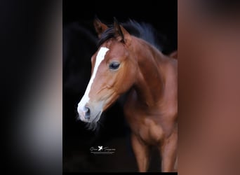 German Riding Pony, Mare, Foal (04/2025)