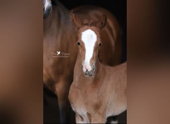German Riding Pony, Mare, 
