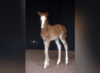German Riding Pony, Mare, 