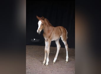 German Riding Pony, Mare, 
