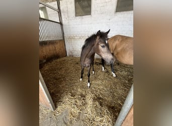 German Riding Pony, Mare, Foal (03/2026)
