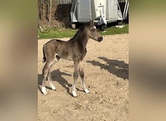 German Riding Pony, Mare, Foal (03/2026)