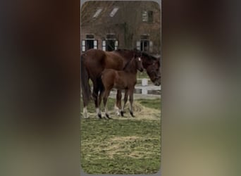 German Riding Pony, Mare, Foal (02/2026)