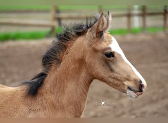 German Riding Pony, Mare, Foal (02/2024), Dun