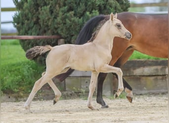 German Riding Pony, Mare, Foal (03/2024), Dun