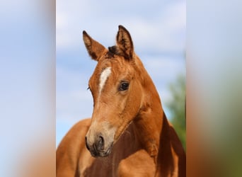 German Riding Pony, Mare, Foal (05/2024), Dun