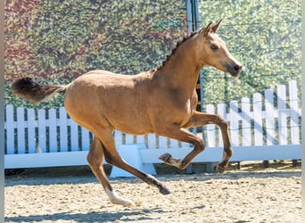 German Riding Pony, Mare, Foal (03/2026), Dun