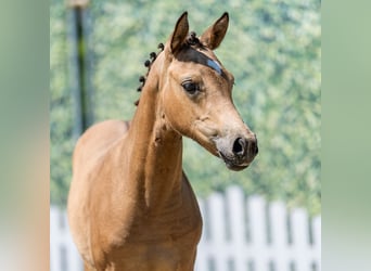 German Riding Pony, Mare, Foal (03/2026), Dun