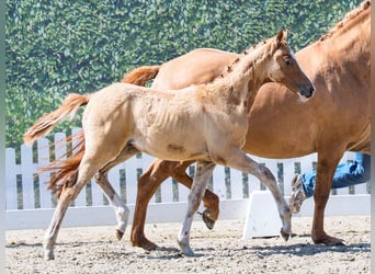 German Riding Pony, Mare, Foal (03/2026), Dun