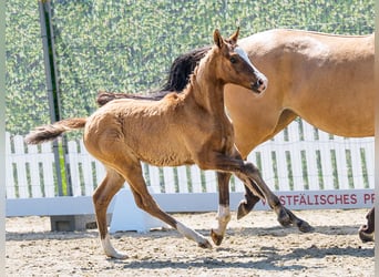 German Riding Pony, Mare, Foal (04/2026), Dun