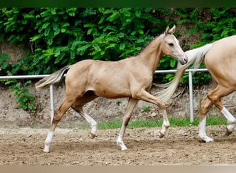German Riding Pony, Mare, Foal (04/2026), Dun