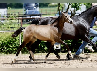 German Riding Pony, Mare, Foal (01/2026), Dun