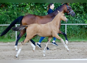German Riding Pony, Mare, Foal (04/2026), Dun