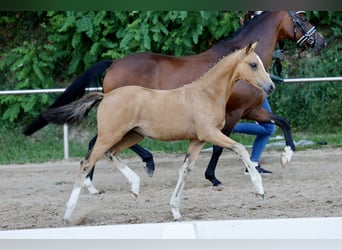 German Riding Pony, Mare, Foal (04/2026), Dun