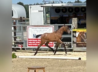 German Riding Pony, Mare, Foal (04/2024), Gray