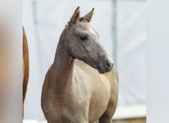 German Riding Pony, Mare, Foal (03/2024), Gray