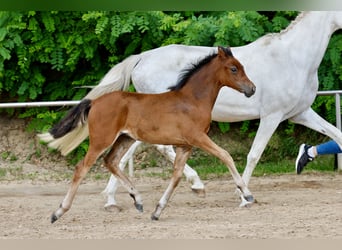 German Riding Pony, Mare, Foal (03/2026), Grey