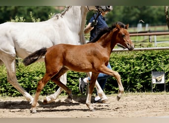 German Riding Pony, Mare, Foal (03/2026), Grey