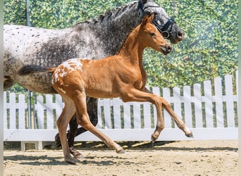 German Riding Pony, Mare, Foal (05/2026), Leopard-Piebald