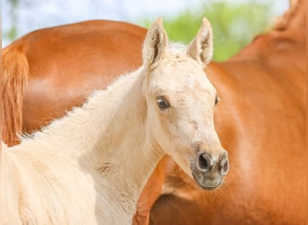 German Riding Pony, Mare, Foal (03/2024), Palomino