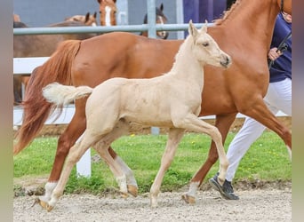 German Riding Pony, Mare, Foal (03/2024), Palomino