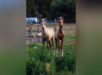 German Riding Pony, Mare, Foal (05/2026), Palomino