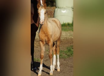 German Riding Pony, Mare, Foal (05/2025), Palomino