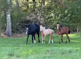 German Riding Pony, Mare, Foal (05/2025), Palomino