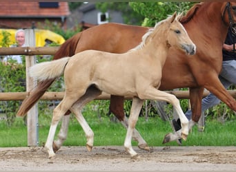 German Riding Pony, Mare, , Palomino
