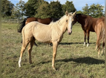 German Riding Pony, Mare, Foal (04/2025), Palomino