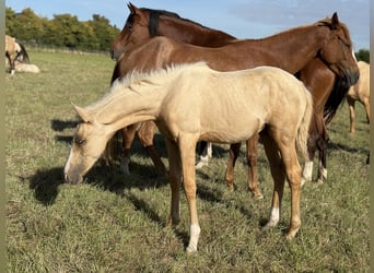 German Riding Pony, Mare, Foal (04/2025), Palomino