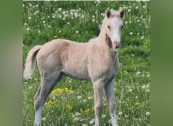 German Riding Pony, Mare, Foal (04/2024), Palomino