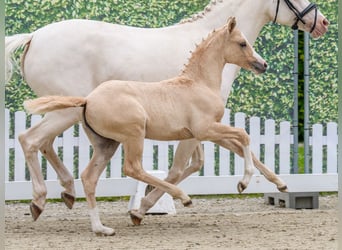 German Riding Pony, Mare, Foal (04/2026), Palomino