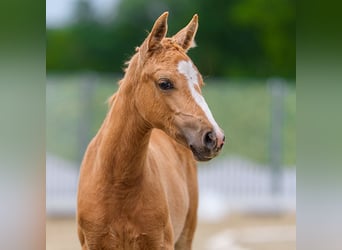 German Riding Pony, Mare, Foal (05/2026), Palomino