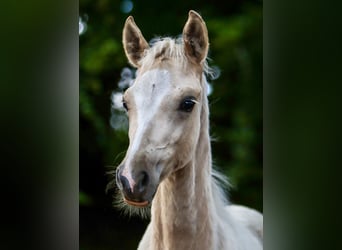 German Riding Pony, Mare, Foal (04/2024), Palomino