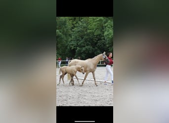 German Riding Pony, Mare, Foal (06/2025), Palomino