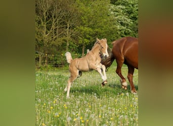 German Riding Pony, Mare, Foal (04/2024), Palomino