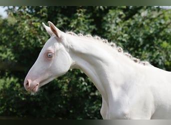 German Riding Pony, Mare, Foal (04/2024), Perlino