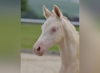 German Riding Pony, Mare, Foal (04/2025), Perlino