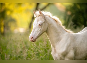 German Riding Pony, Mare, Foal (03/2024), Perlino