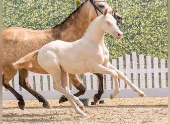 German Riding Pony, Mare, Foal (04/2026), Perlino