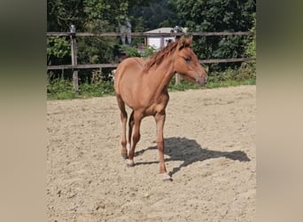 German Riding Pony, Mare, Foal (04/2024), Red Dun