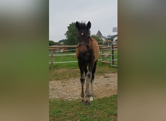 German Riding Pony, Mare, Foal (05/2025), Smoky-Black